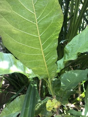 Deplanchea tetraphylla