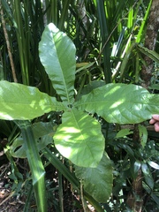 Deplanchea tetraphylla