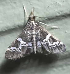 Nomophilini