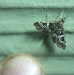 Nomophilini
