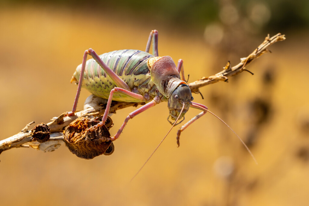 Provence Saddle Bush-cricket