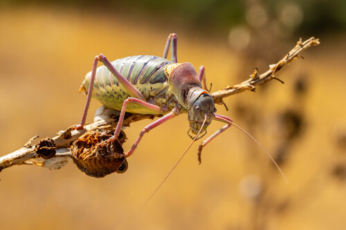 Provence Saddle Bush-cricket