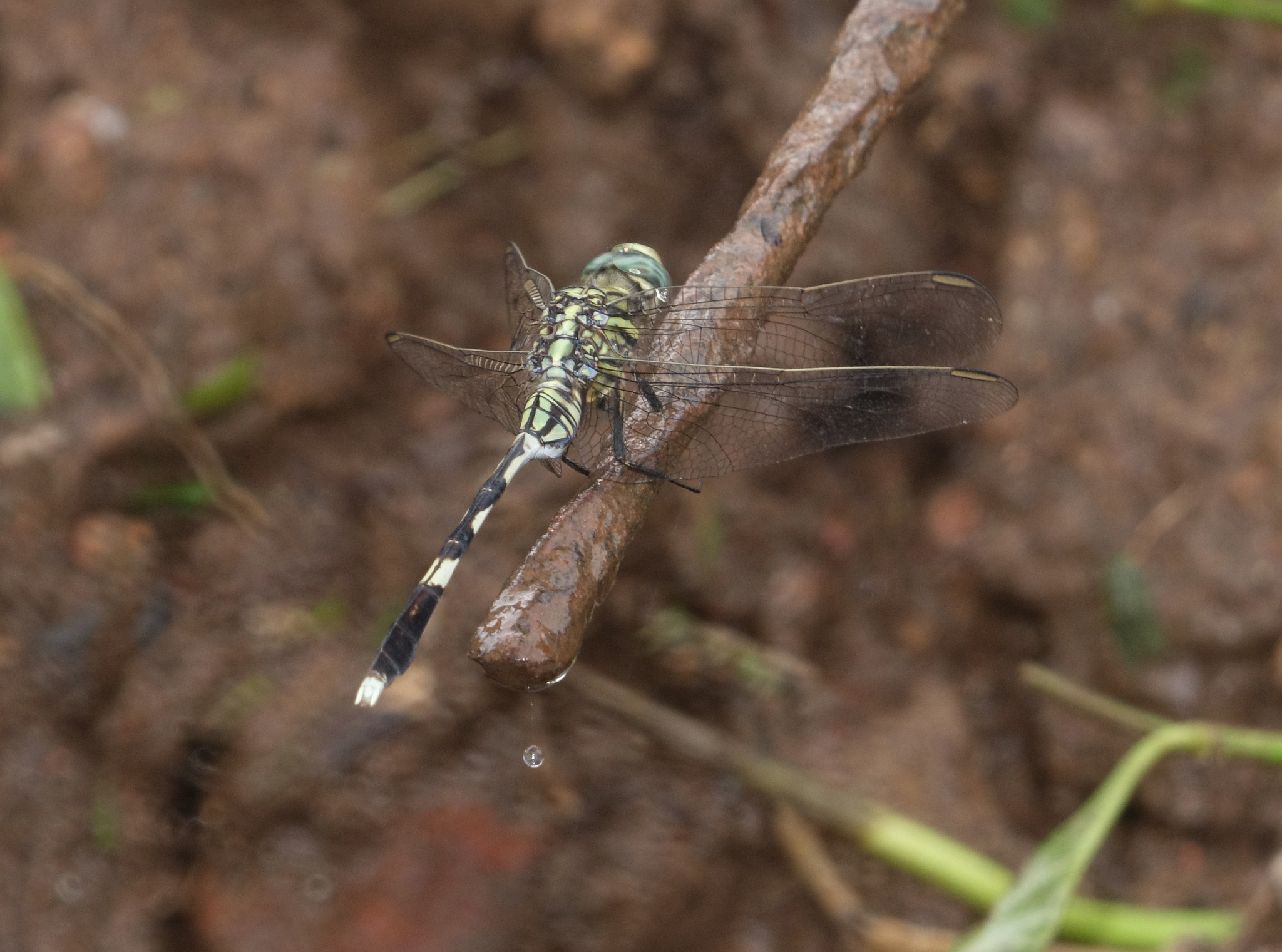 Slender Skimmer