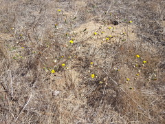 Lessingia germanorum