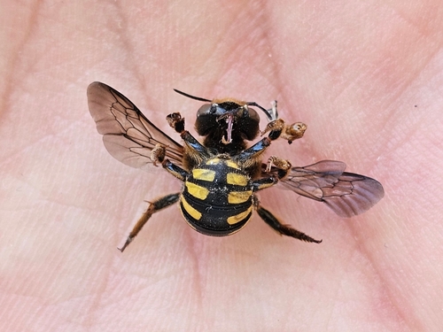 Florentine Woolcarder Bee photo 3