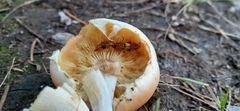 Oxyporus lateralis