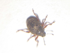 Rhinoncus leucostigma
