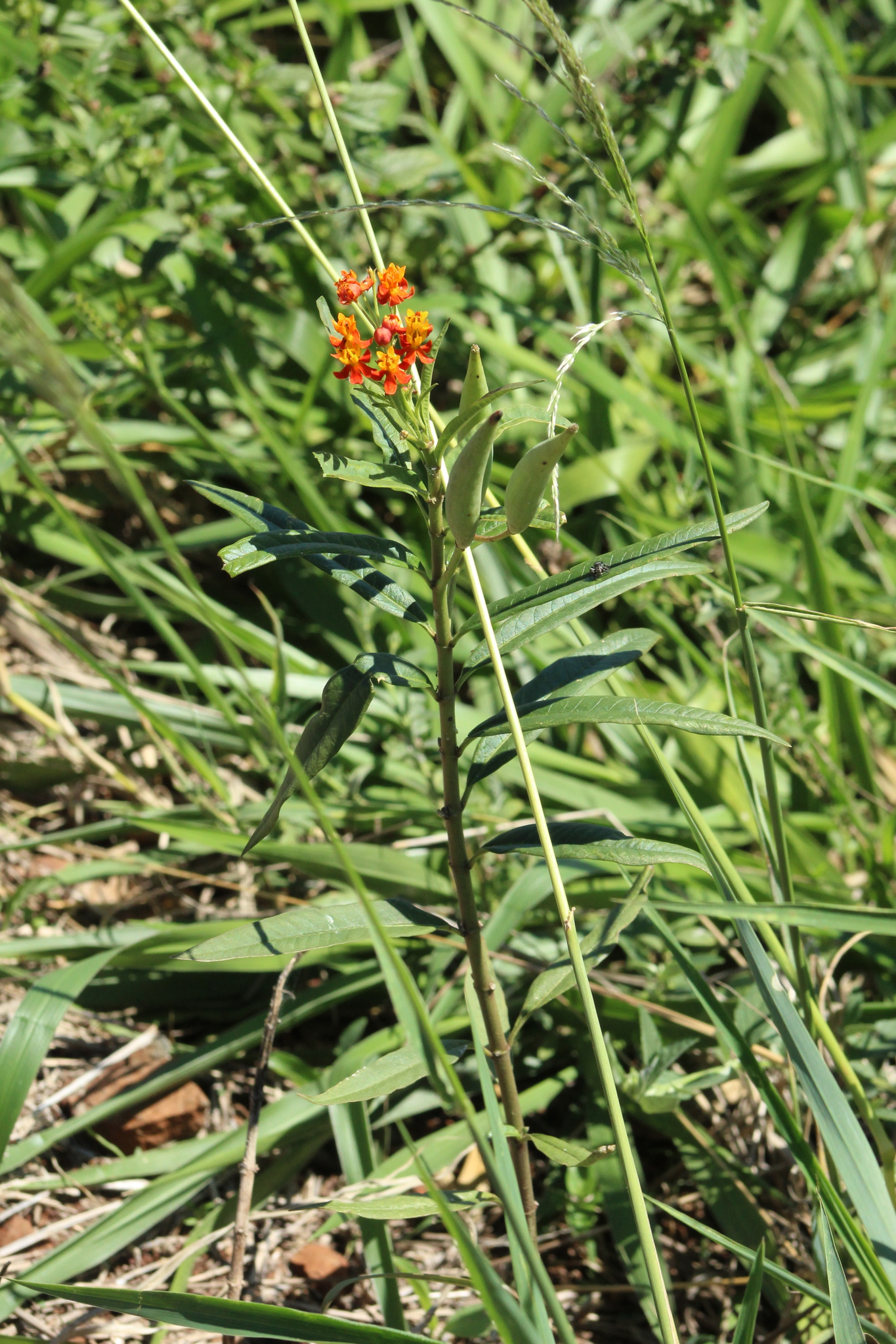 Asclepias curassavica