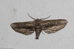 Holochroa dissociarius