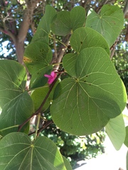 Cercis siliquastrum
