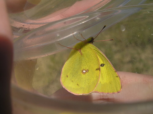 Colias Philodice Eriphyle (Colorado National Monument Butterfly Guide 🦋 ...