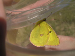 Colias philodice eriphyle