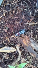 Neolucanus doro doro