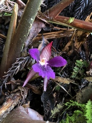 Zingiber shuanglongensis