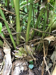 Zingiber shuanglongensis