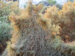 Ephedra foeminea