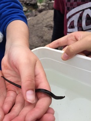 Nerophis lumbriciformis