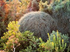 Ephedra foeminea