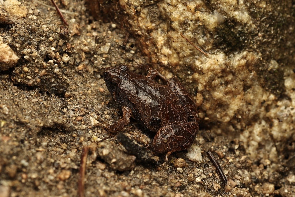 Microhyla dabieshanensis