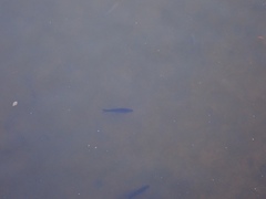 Squaliobarbus curriculus