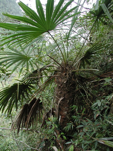 Trachycarpus geminisectus