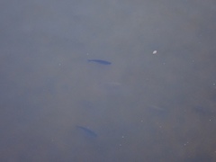 Squaliobarbus curriculus