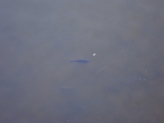 Squaliobarbus curriculus