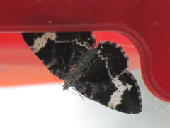 Rheumaptera hastata