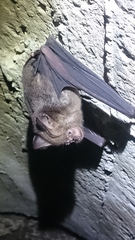 Hipposideros armiger terasensis