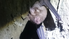 Hipposideros armiger terasensis