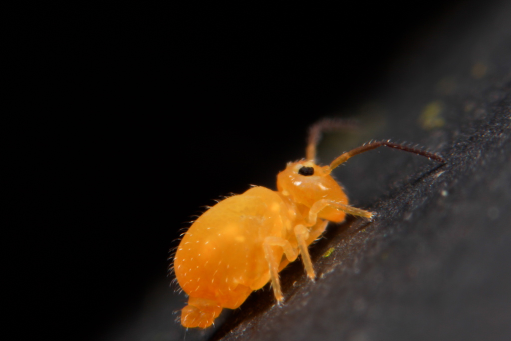 Heterosminthurus insignis