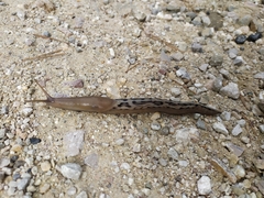 Limax cinereoniger