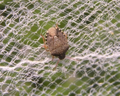 Holcostethus abbreviatus