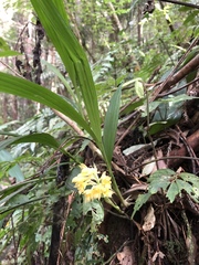 Calanthe densiflora
