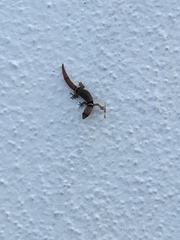 Sphaerodactylus glaucus