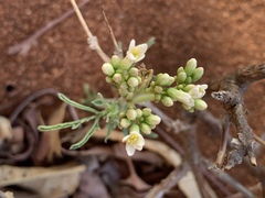 Jatropha erythropoda