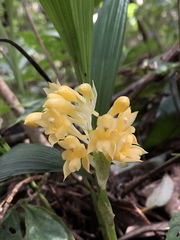 Calanthe densiflora