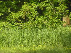Acer negundo