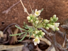 Jatropha erythropoda