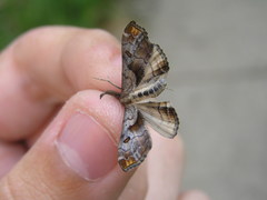 Palthis angulalis