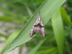 Palthis angulalis