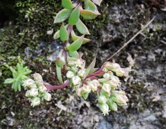 Sinocrassula indica