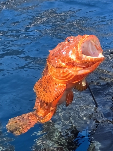 Scorpaena scrofa