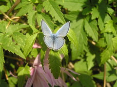 Glaucopsyche lygdamus