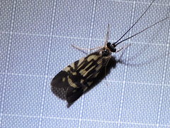 Macrostemum carolina