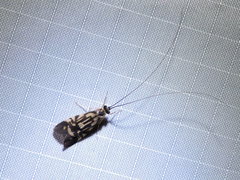 Macrostemum carolina