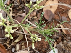 Jatropha erythropoda