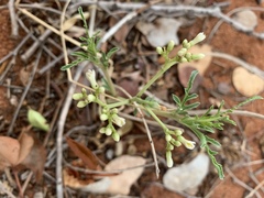 Jatropha erythropoda
