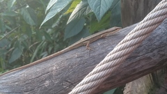 Takydromus kuehnei