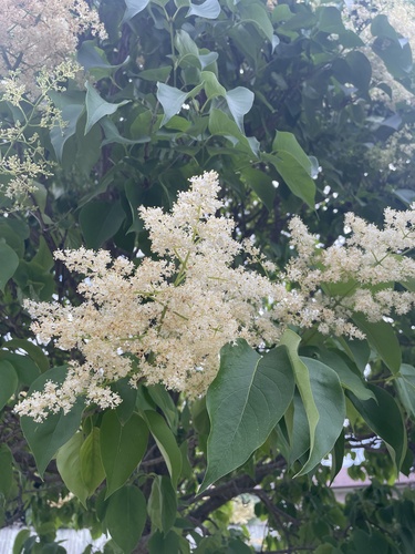 Syringa reticulata iNat (1)